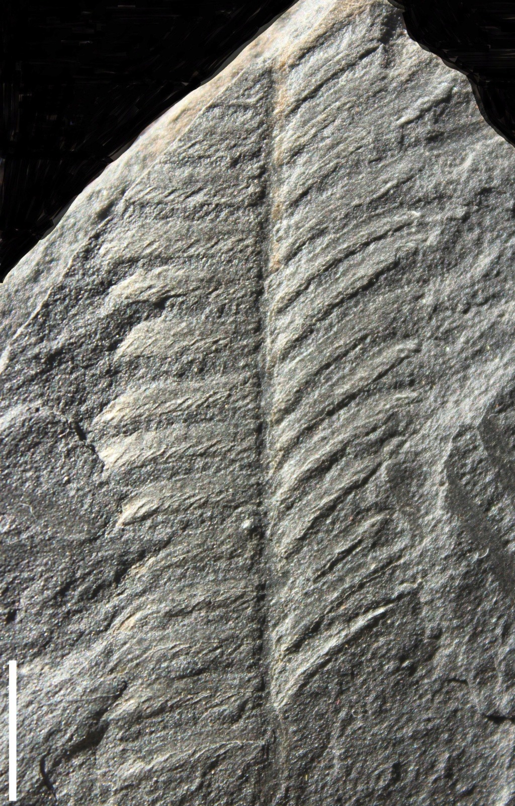 Flore Carbonifère des Alpes Françaises part 2 - Page 4 Img_7412