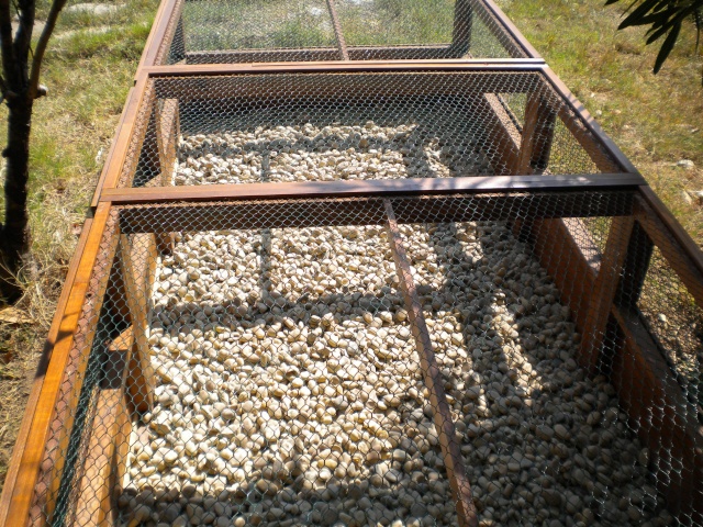 Exemple d'enclos pour tortues juvéniles Dscn4913