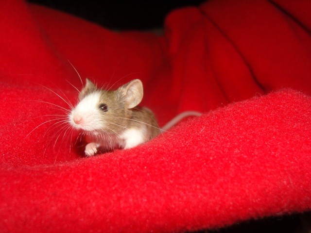 Mes petites souris. Photos93