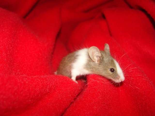 Mes petites souris. Photos94