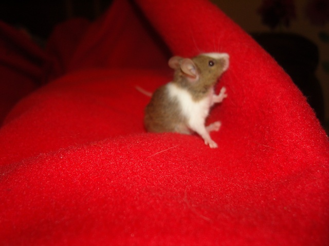 Mes petites souris. Photss17