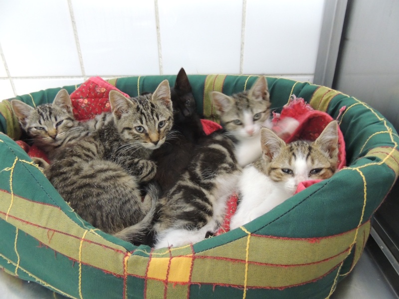 Arrivée de 5 chatons Dimanc20