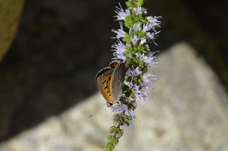 [Lycaena phlaeas] Cuivré avec une petite queue 07-26_12