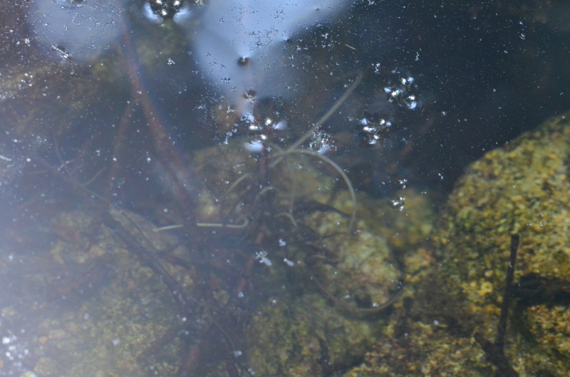 Dans l'eau d'une source de ruisseau . Dsc_0114