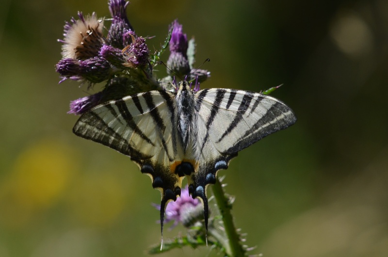 [Iphiclides podalirius] Flambé Iphicl10