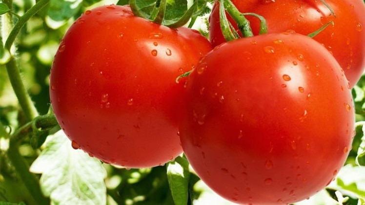 الطماطم تقي الجلد من الانكماش والشيخوخة 55797d10