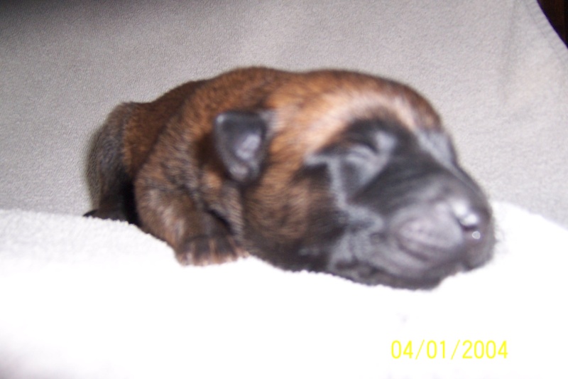 naissance samatha de la poternnerie x belino van de duvettor Chiot_12