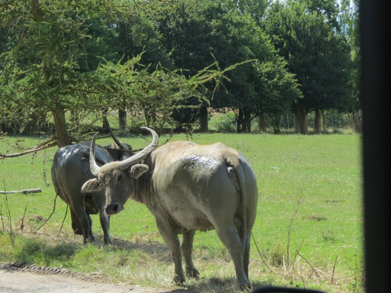 Port Lympne Img_1116