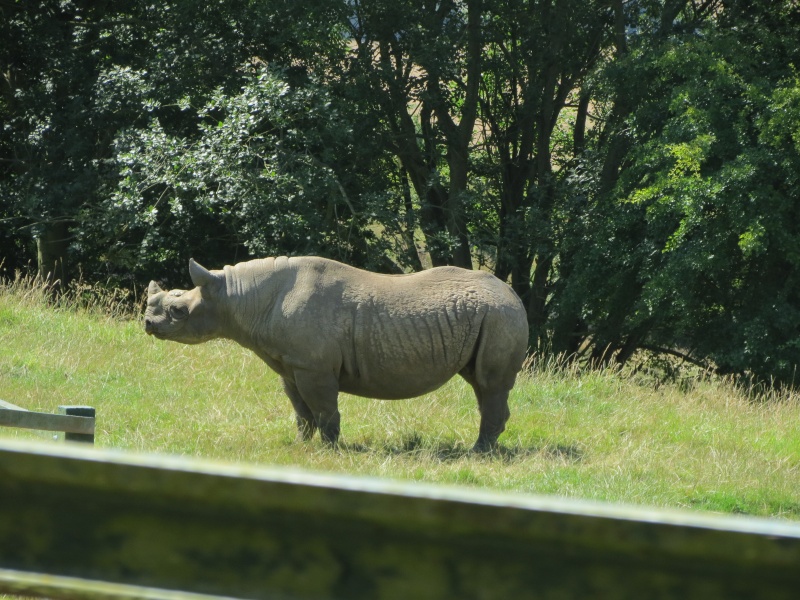 Port Lympne Img_1117