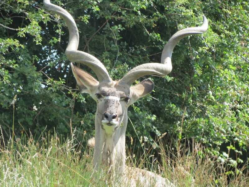 Port Lympne Img_1118