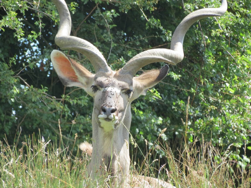 Port Lympne Img_1119