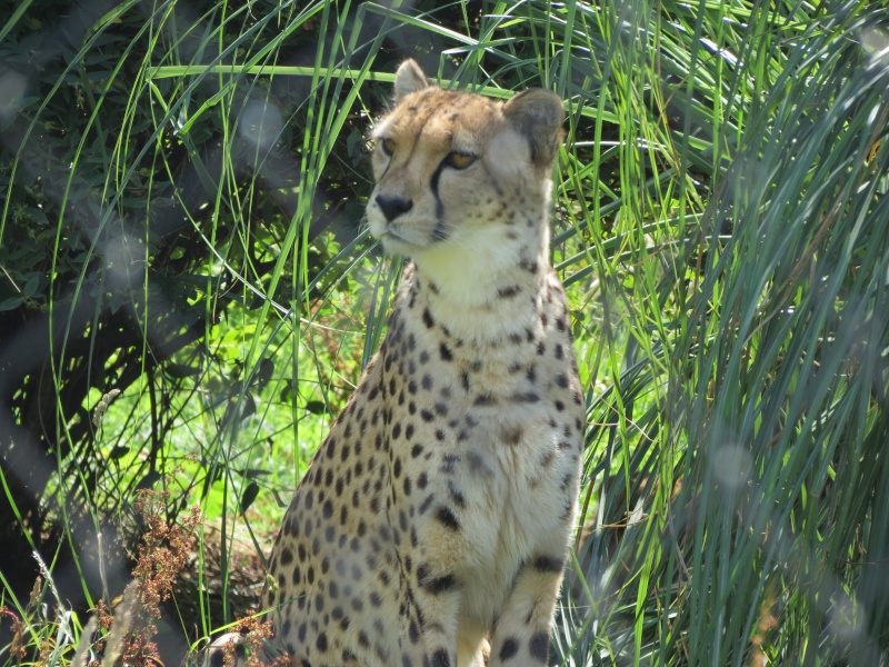 Port Lympne Img_1120