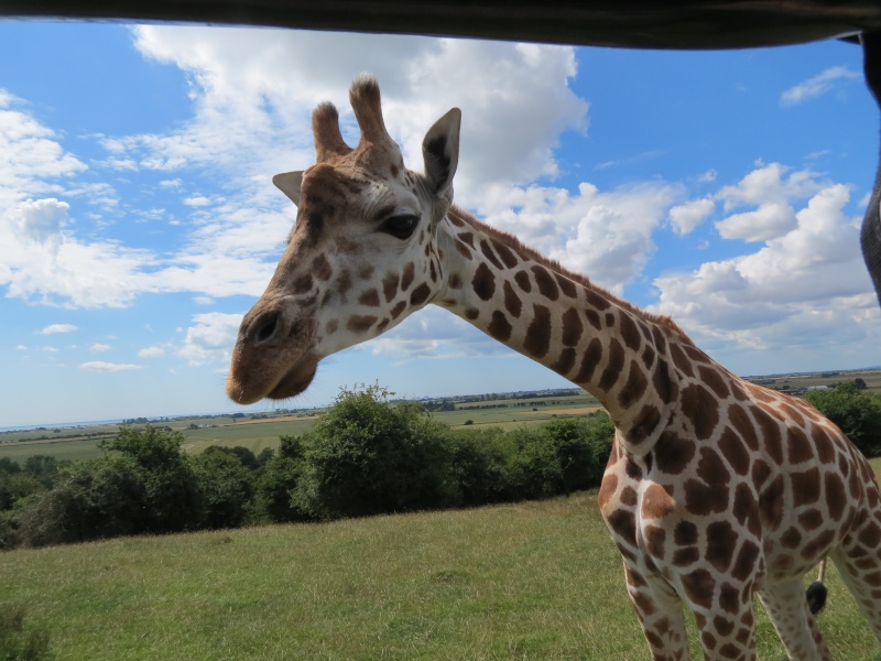 Port Lympne Img_1121