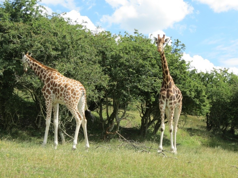 Port Lympne Img_1122