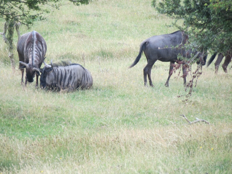 Port Lympne Img_1125