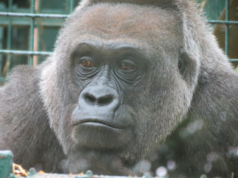 Port Lympne Img_1128