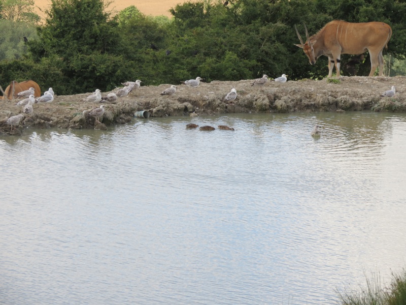 Port Lympne Img_1129