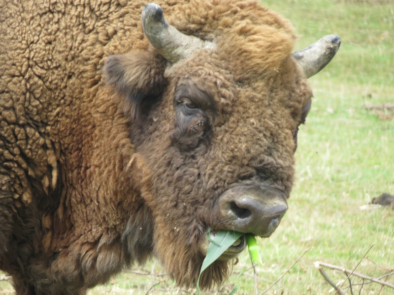 Port Lympne Img_1130