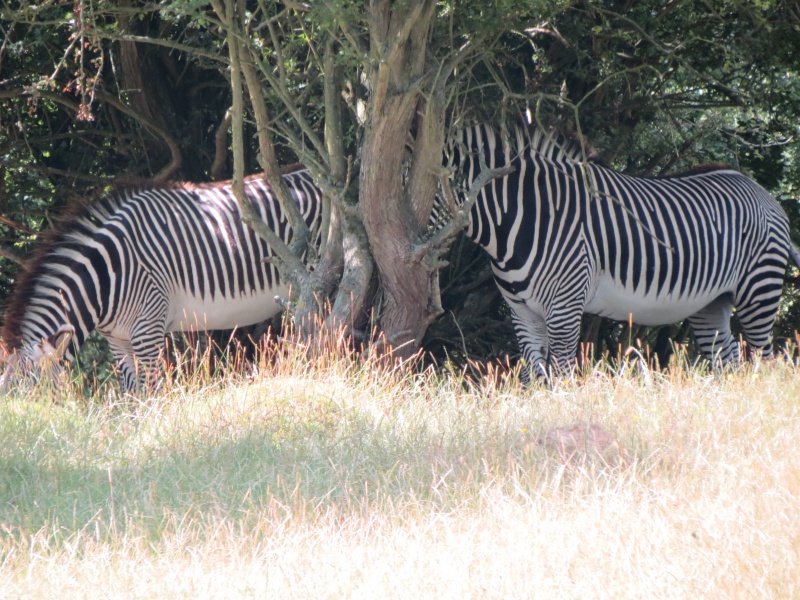 Port Lympne Img_1131