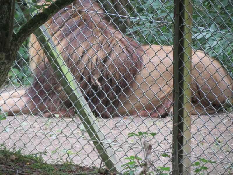 Port Lympne Img_1132