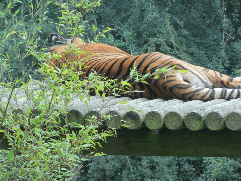 Port Lympne Img_1134