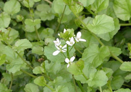 Fiche descriptive : Cardamine lyrata Cardam11