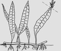 Fiche descriptive : Microsorum pteropus 710