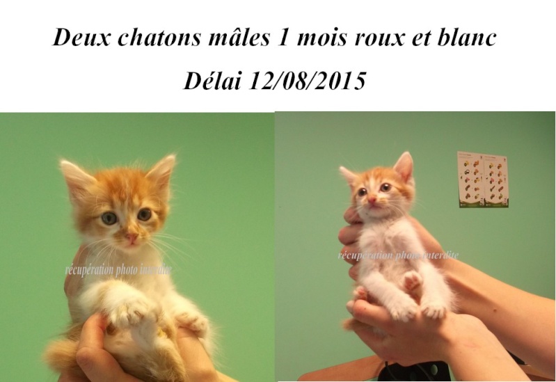 Deux chatons mâles 1 mois roux et blanc - Fourrière Sud 44 - Délai 12/08/2015 0cf10