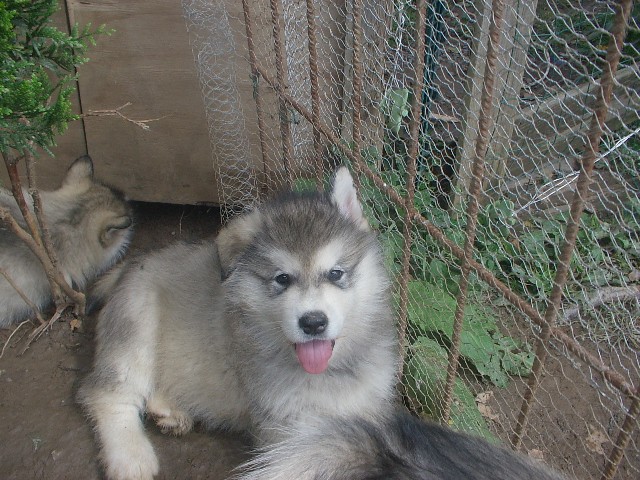 Photos de mes loups bb ,maintenant bien gros... Chiot_14