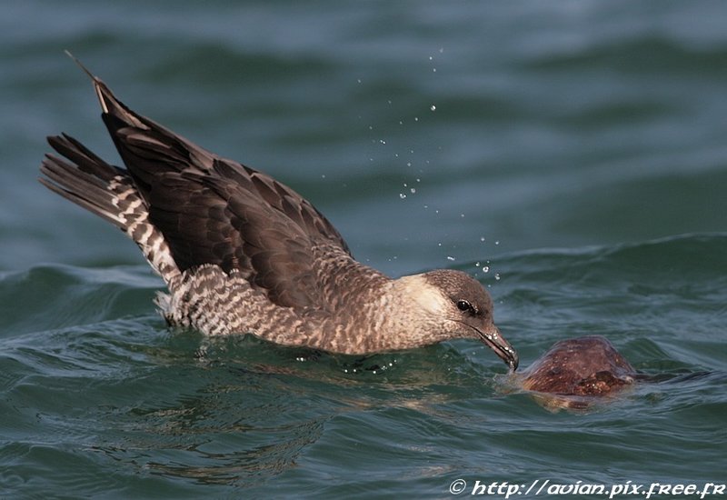 un oiseau à découvrir -ajonc- 5 août trouvé par Martin et Martine  - Page 2 Labbe_11