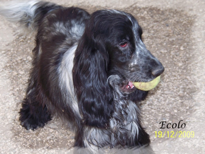 ECOLO male cocker anglais bleu 10 MOIS dept30 Ecolo10