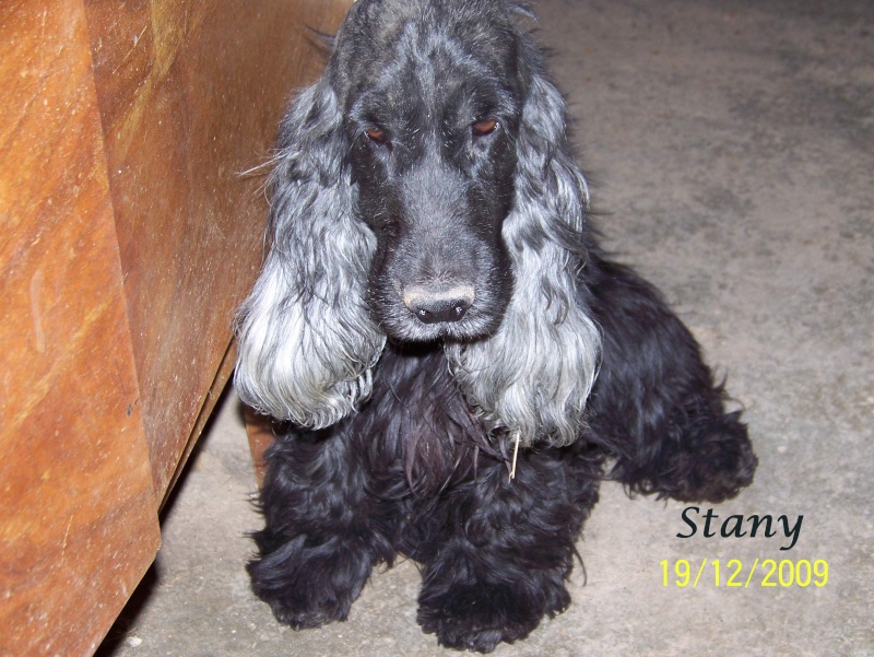 STANY femelle cocker anglais noire 8ans 1/2 dept30 Stany10