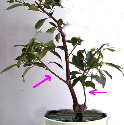 How Should I Style My Ficus ?? Jun14