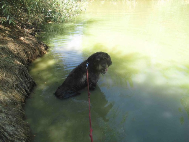 urgent - MARLEY - griffon nivernais 7  ans (5 ans de refuge)  Spa de Dole (39) Marley10