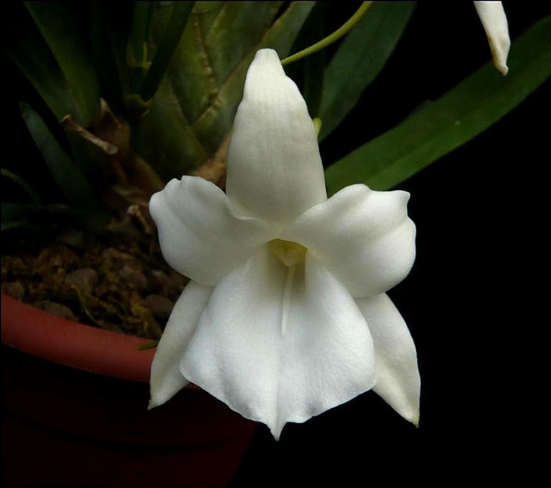 Angraecum magdalenae Angrae10