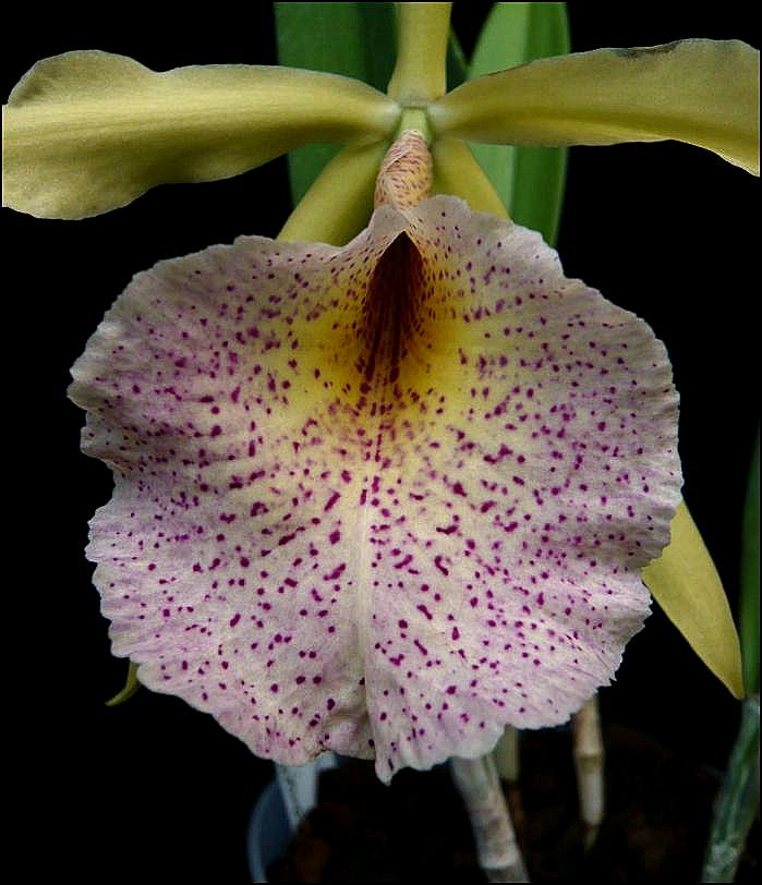 Brassocattleya Saint André (B. nodosa x C. dowiana) Brasso12