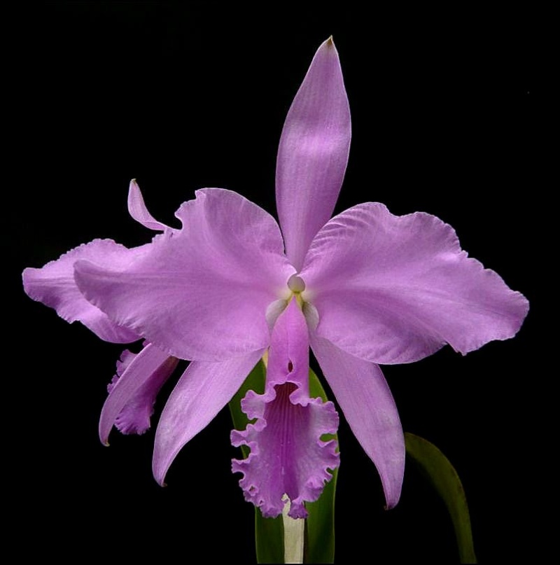 Cattleya warneri f. concolor ('Elvira' x self) Cattle12