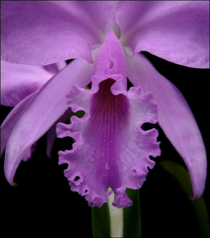 Cattleya warneri f. concolor ('Elvira' x self) Cattle14