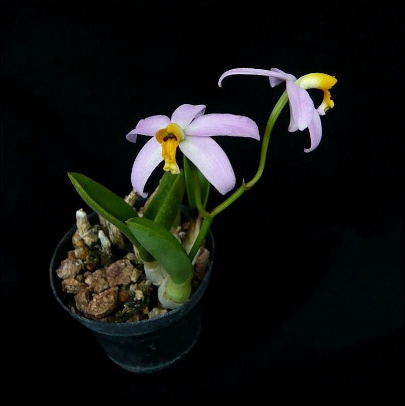 Cattleya (Laelia) longipes (lucasiana) Cattle15