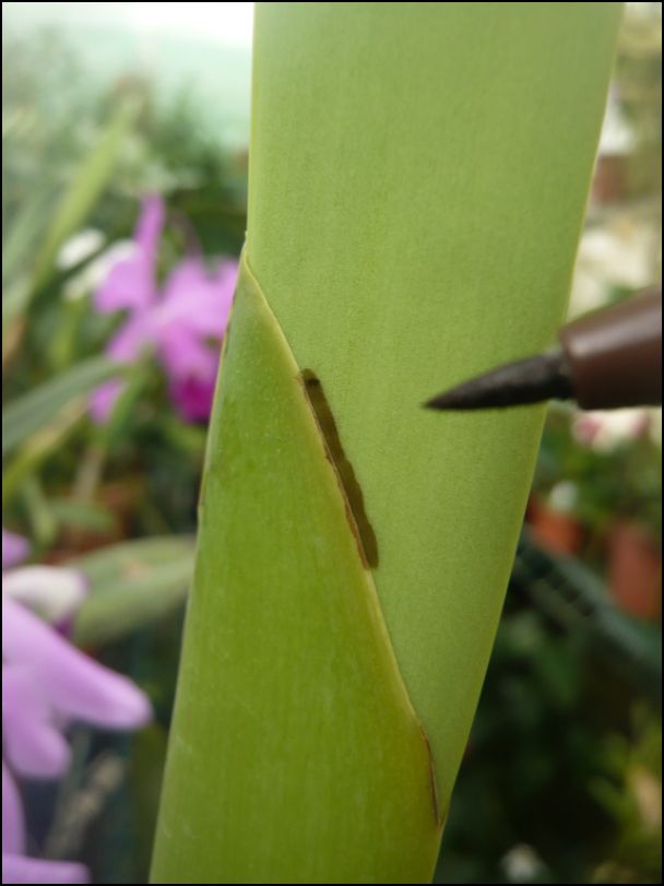 Cattleya amethystoglossa  Croiss10