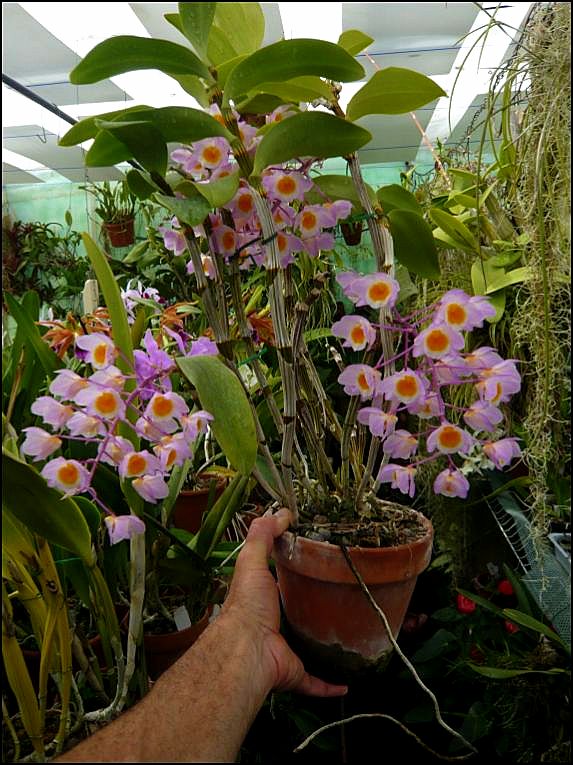 Dendrobium amabile Dendro15