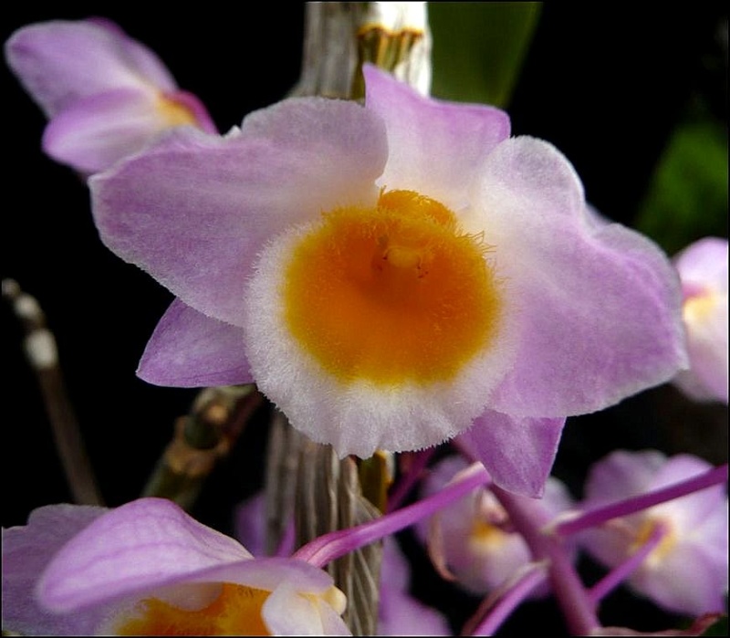 Dendrobium amabile Dendro16