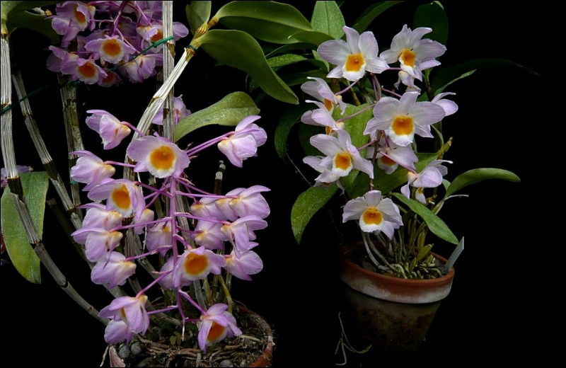 Dendrobium amabile Dendro17