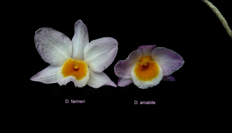 Dendrobium amabile Dendro18