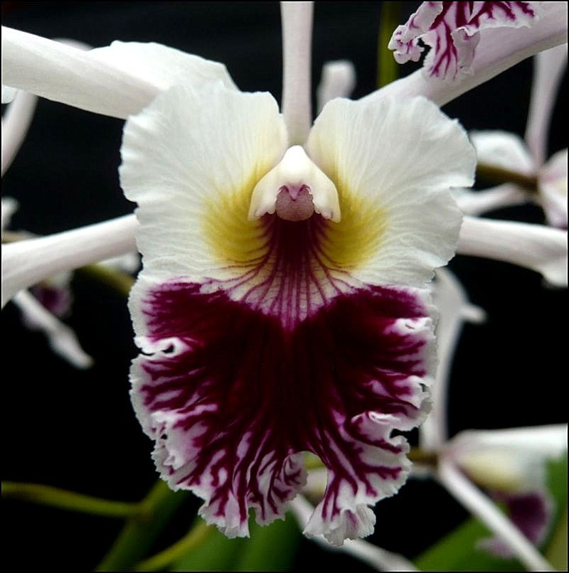 Cattleya (Laelia) crispa Laelia43