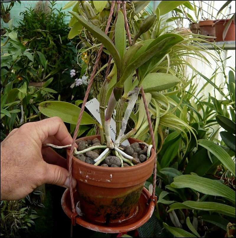 Cattleya violacea f. rubra Pot_yo10