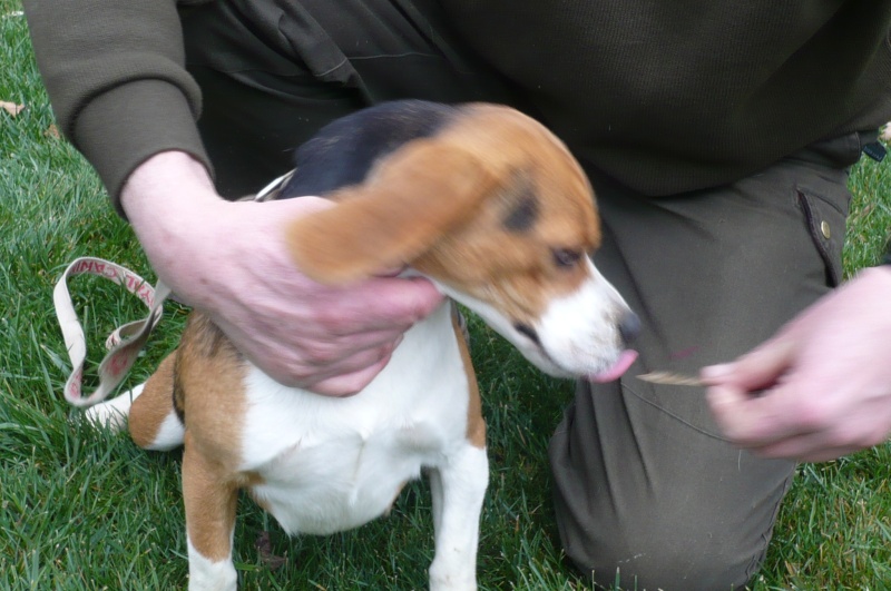 CHIQUITA, beagle femelle LOF, 3 ans (07) Chiqui11