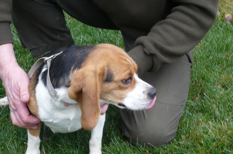 CHIQUITA, beagle femelle LOF, 3 ans (07) Chiqui12