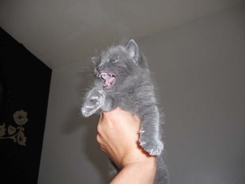 Lenny,chaton typé chartreux environ 6 semaines( à réserver) sur Niort Dscn4611