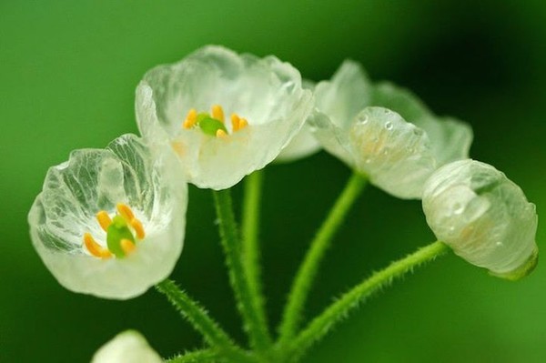 Kỳ lạ loài hoa trắng trong suốt khi trời mưa 15071712